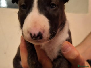 English Bull Terrier dogs Top quality Bull Terrier puppies available. - Advert 1