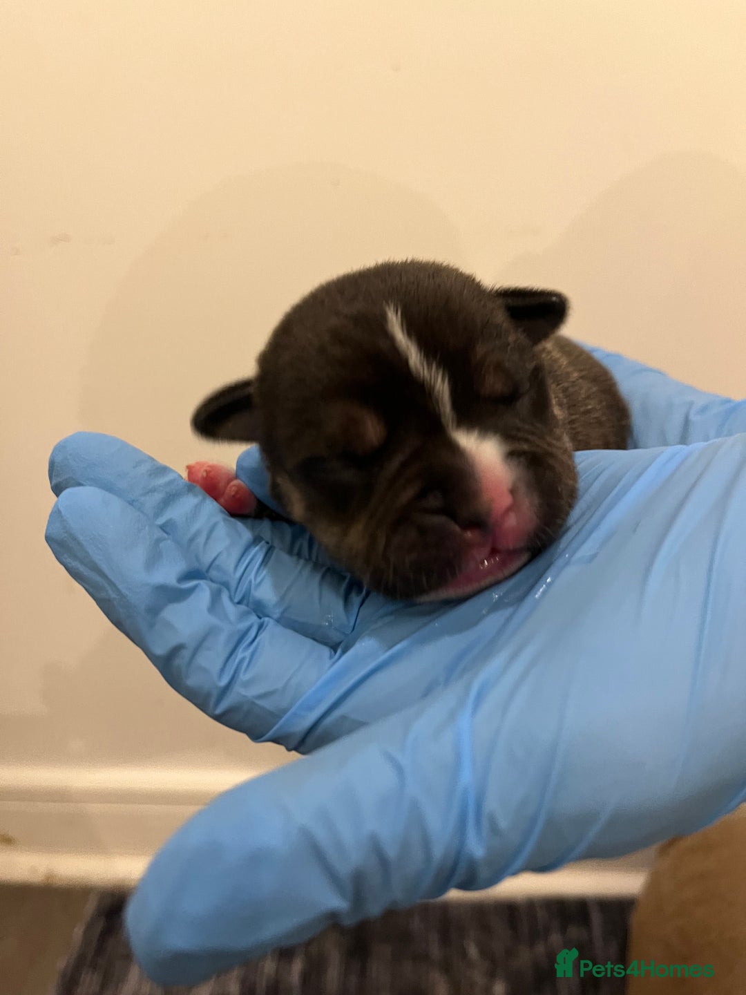 American Bully dogs for sale: American pocket bully puppies  - Advert 4