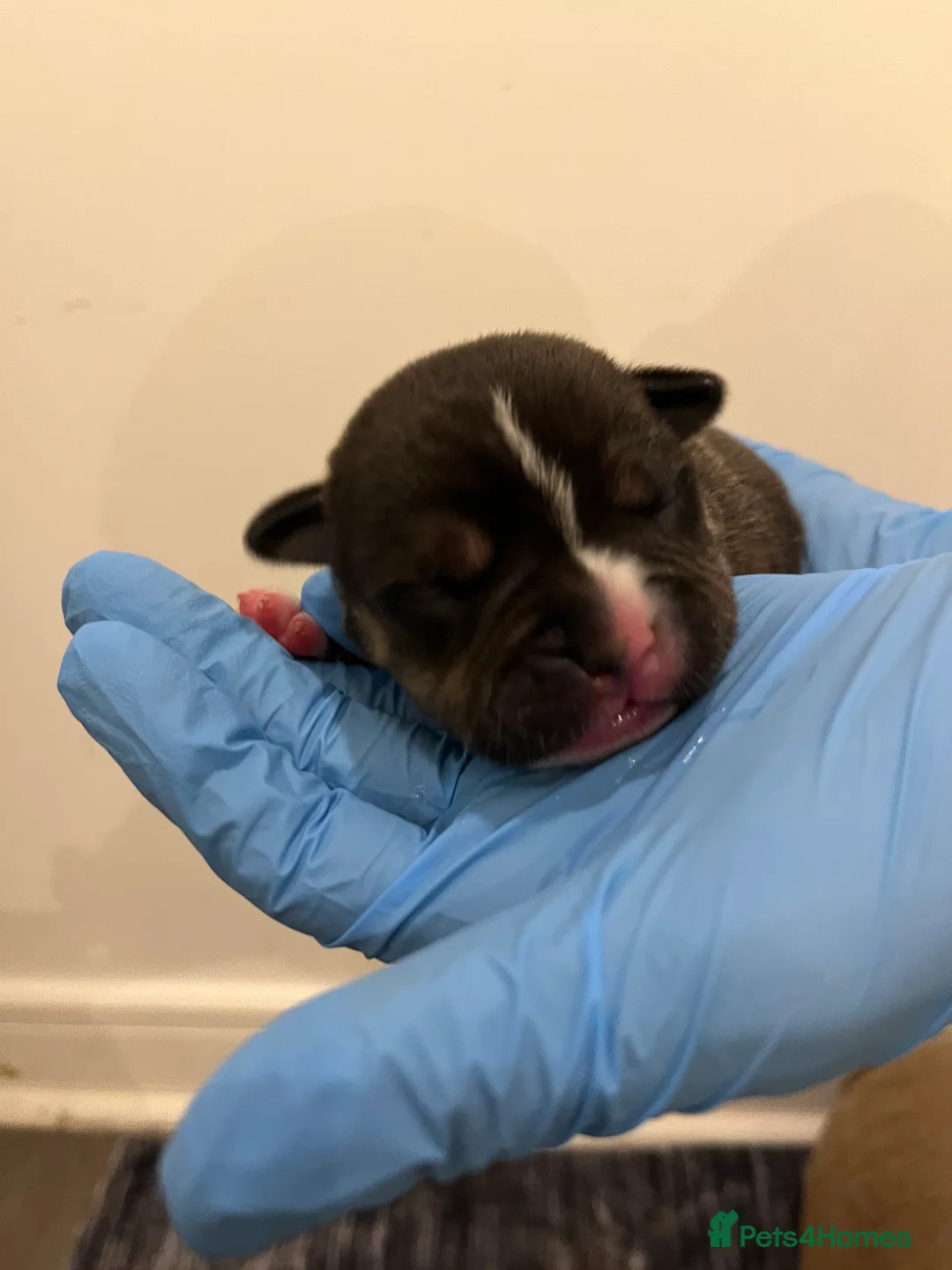 American Bully dogs for sale: American pocket bully puppies  - Advert 4