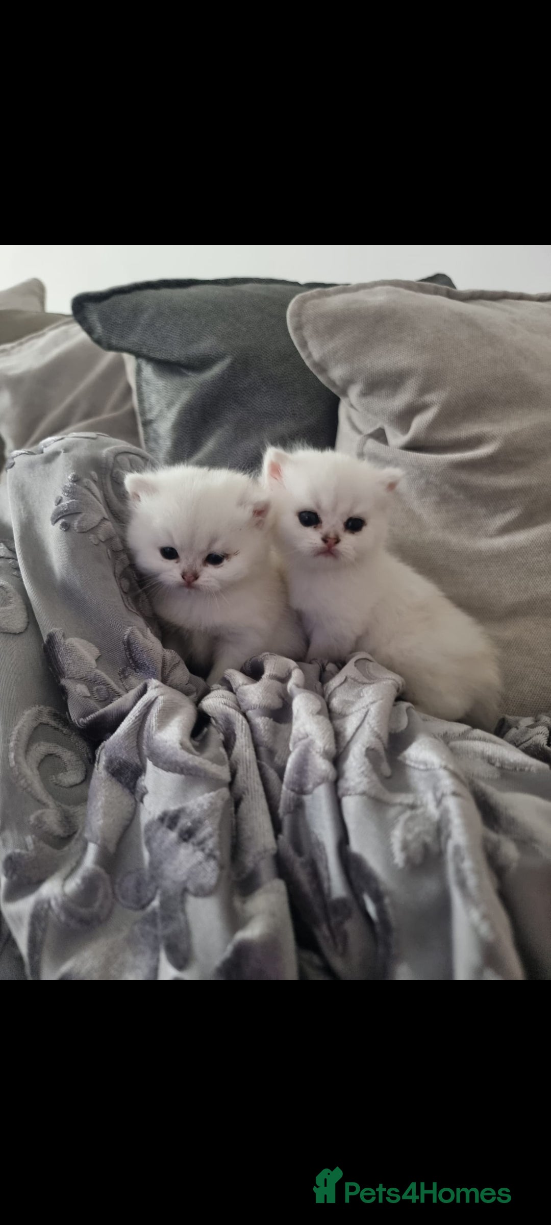 British Shorthair cats for sale: GCCF Chunky Silver tipped health tested parents - Image 4