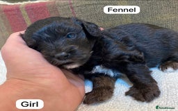 Mixed Breed dogs for sale: Gorgeous Cockapoo/Jackapoo Puppies - Image 5