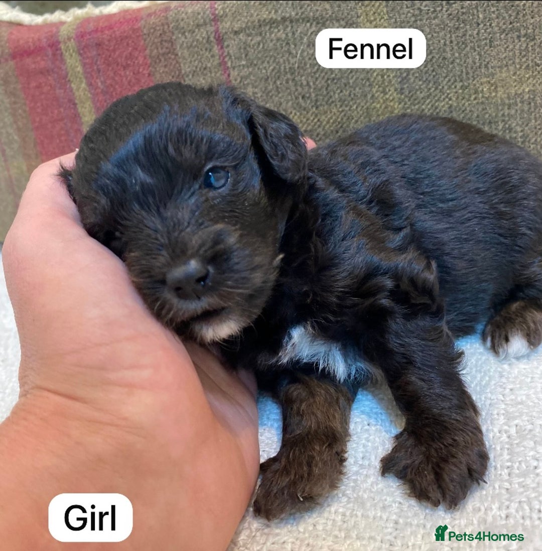 Mixed Breed dogs for sale: Gorgeous Cockapoo/Jackapoo Puppies - Image 5