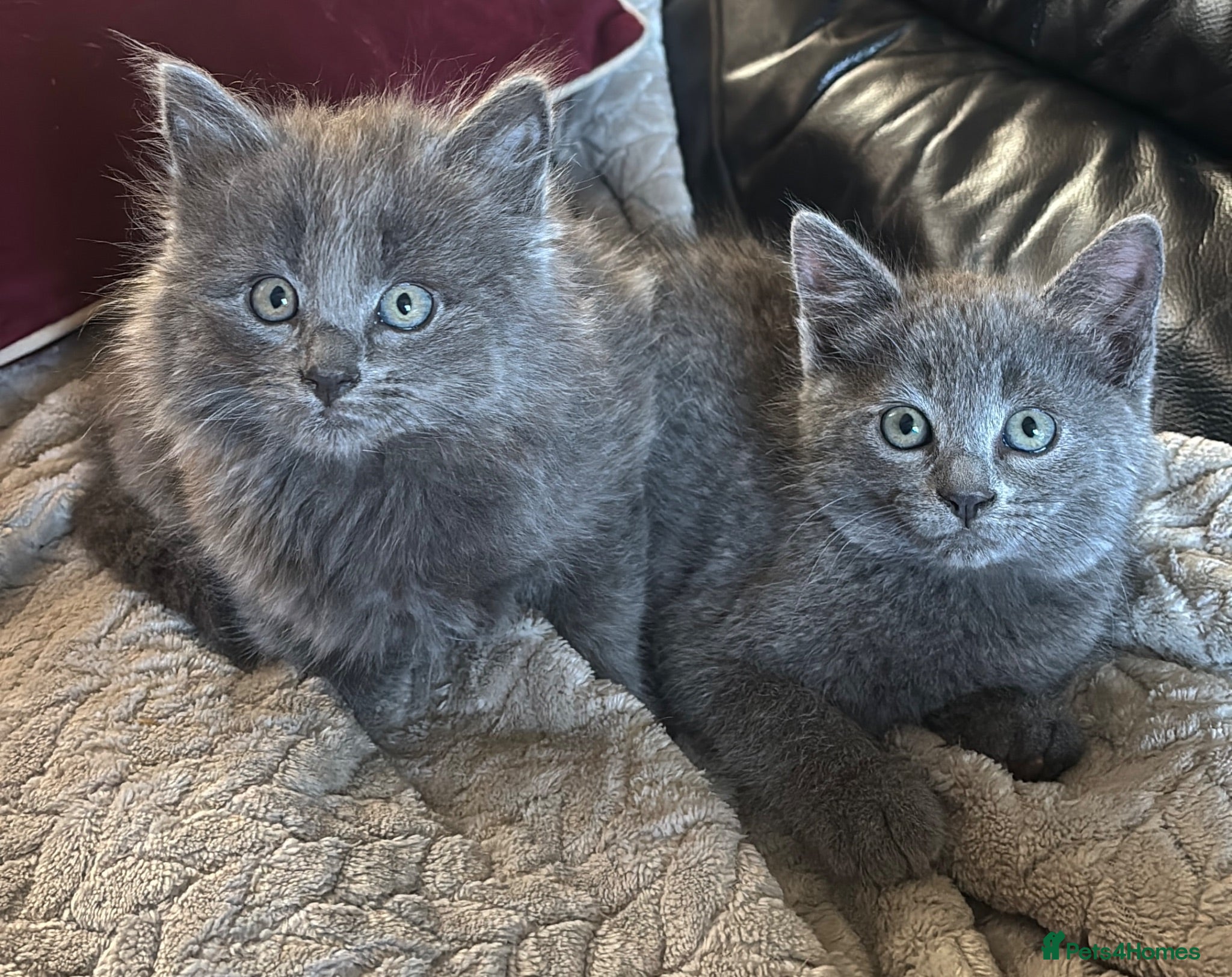 Mixed Breed cats Gorgeous grey kittens  - Advert 4