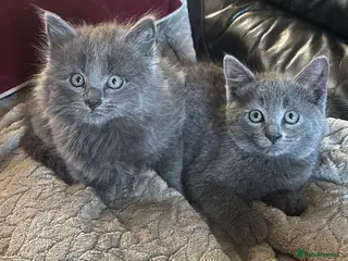 Mixed Breed cats Gorgeous grey kittens - Advert 4