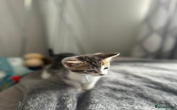 Mixed Breed cats for sale: 2 boy kitten left for sale  - Image 2