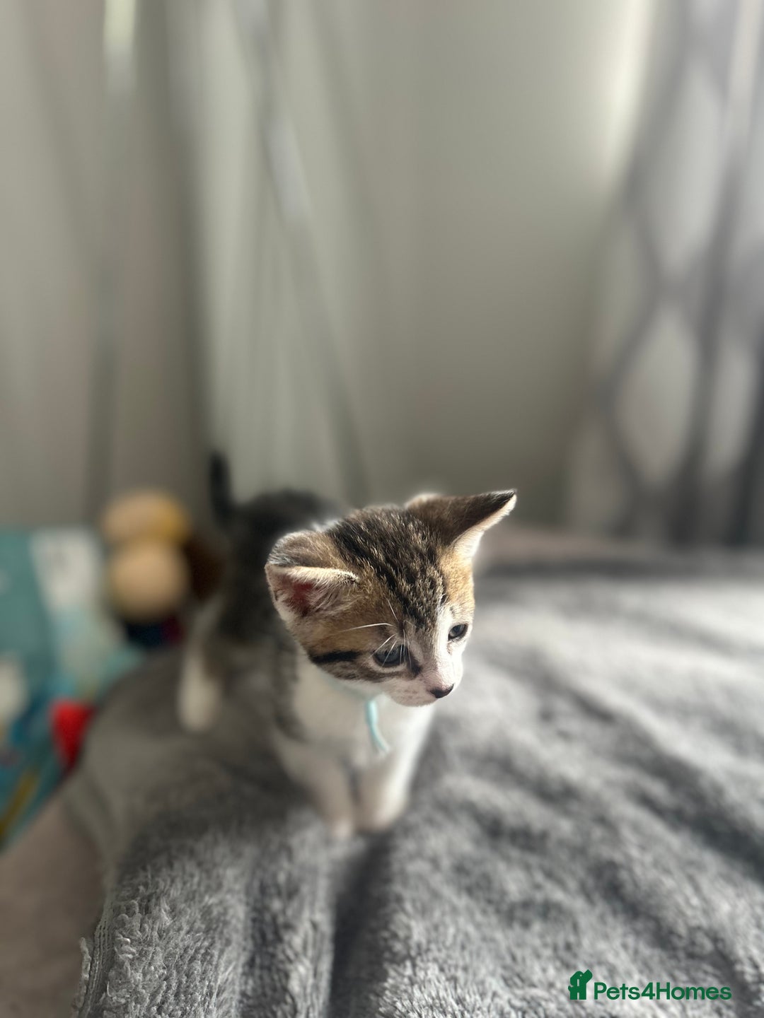 Mixed Breed cats for sale: 2 boy kitten left for sale  - Image 2