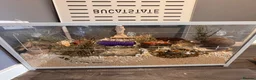 Hamster rodents for sale: Syrian hamster and full set up  - Advert 4