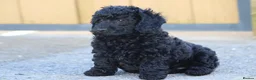 Cavapoochon dogs for sale: Beautiful Cavapoochon puppies for sale - Advert 5