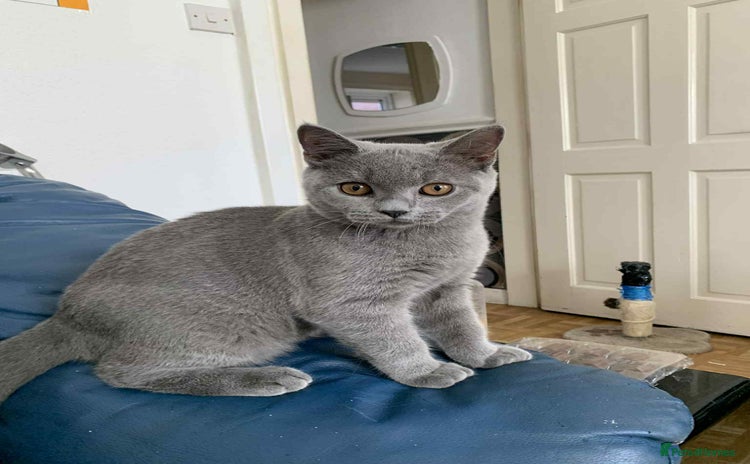 British Shorthair cats - Advert 3