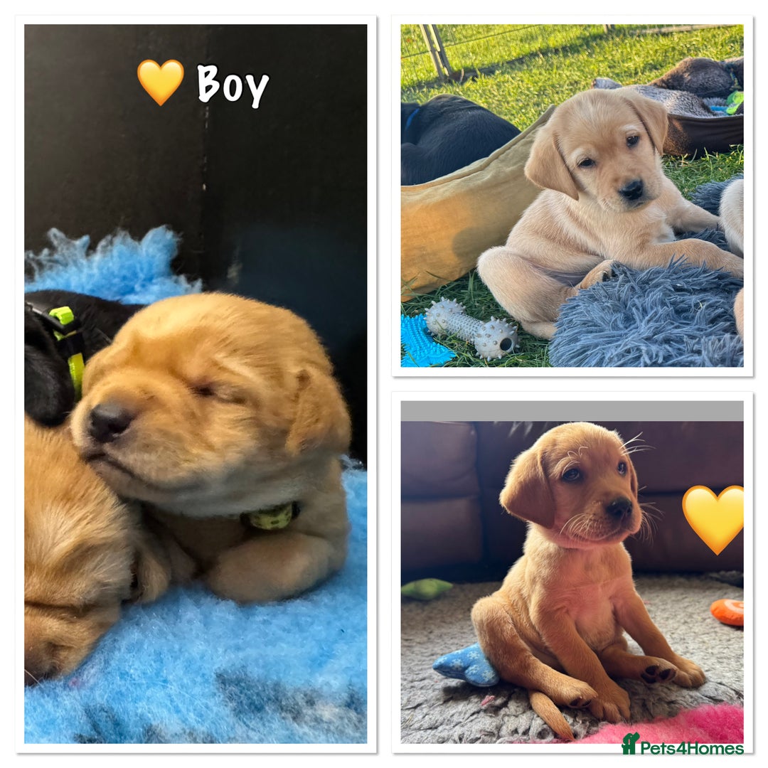 Labrador Retriever dogs for sale: Kennel Club Registered Labrador puppies  - Advert 4