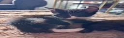 Mixed Breed cats for sale: Kittens  in Warrington - Advert 4