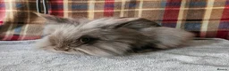 Lionhead rabbits for sale: Beautiful double mane lionhead  - Advert 5