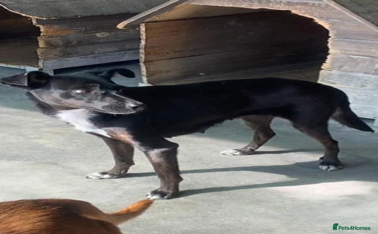 Mixed Breed dogs in Brixham - Advert 11