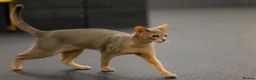 Abyssinian cats for sale: Marvellous Margot - Advert 8