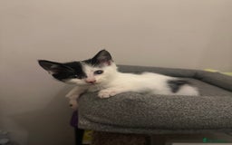 Mixed Breed cats for sale: Last kitty for sale!  - Advert 31