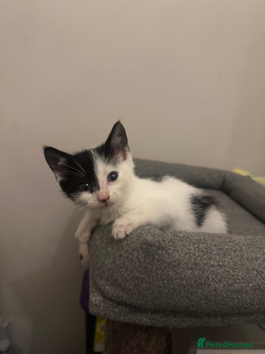 Mixed Breed cats for sale: Last kitty for sale!  - Advert 31