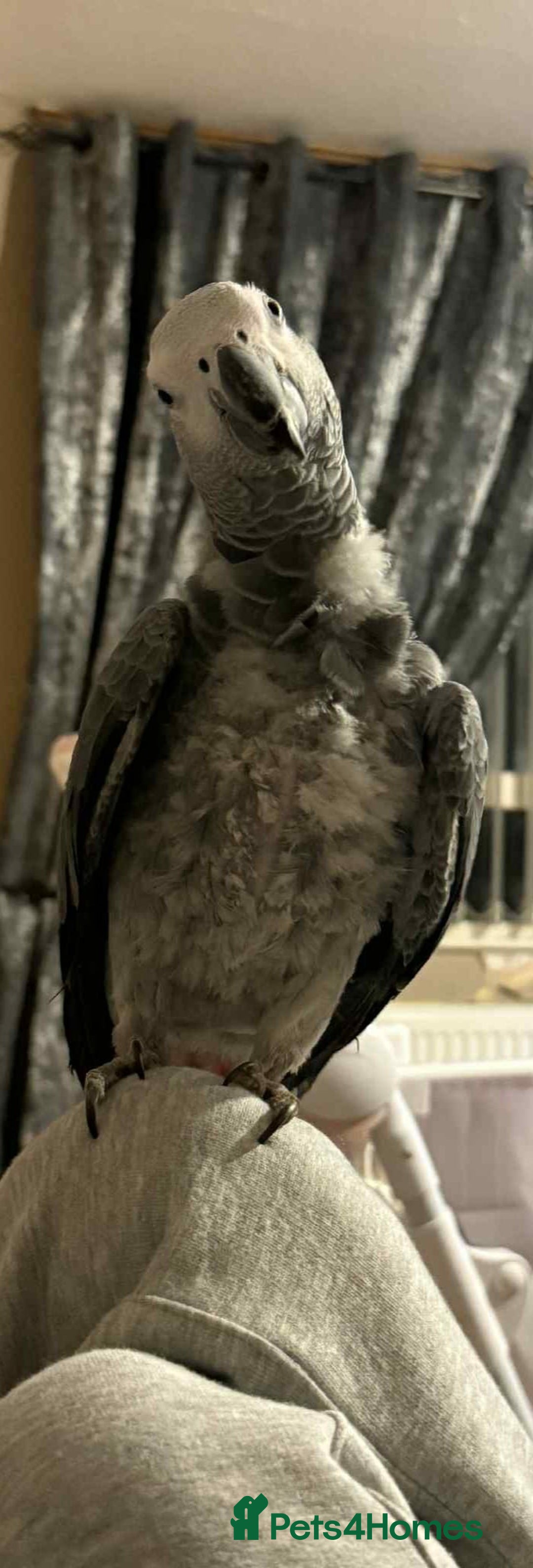 Parrots birds for sale: African grey  - Advert 3