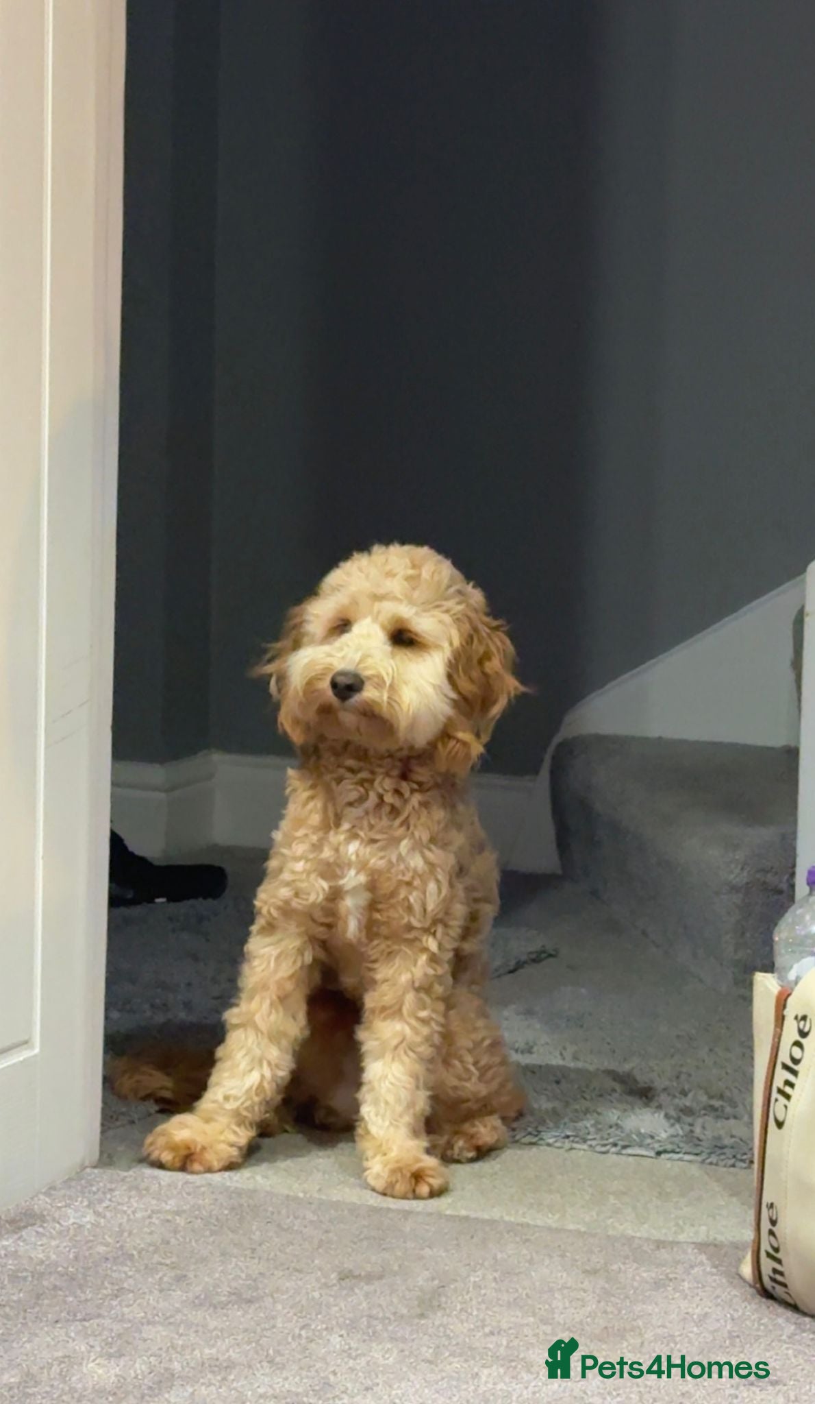 Cockapoo dogs 18 month old Cockapoo - Advert 1