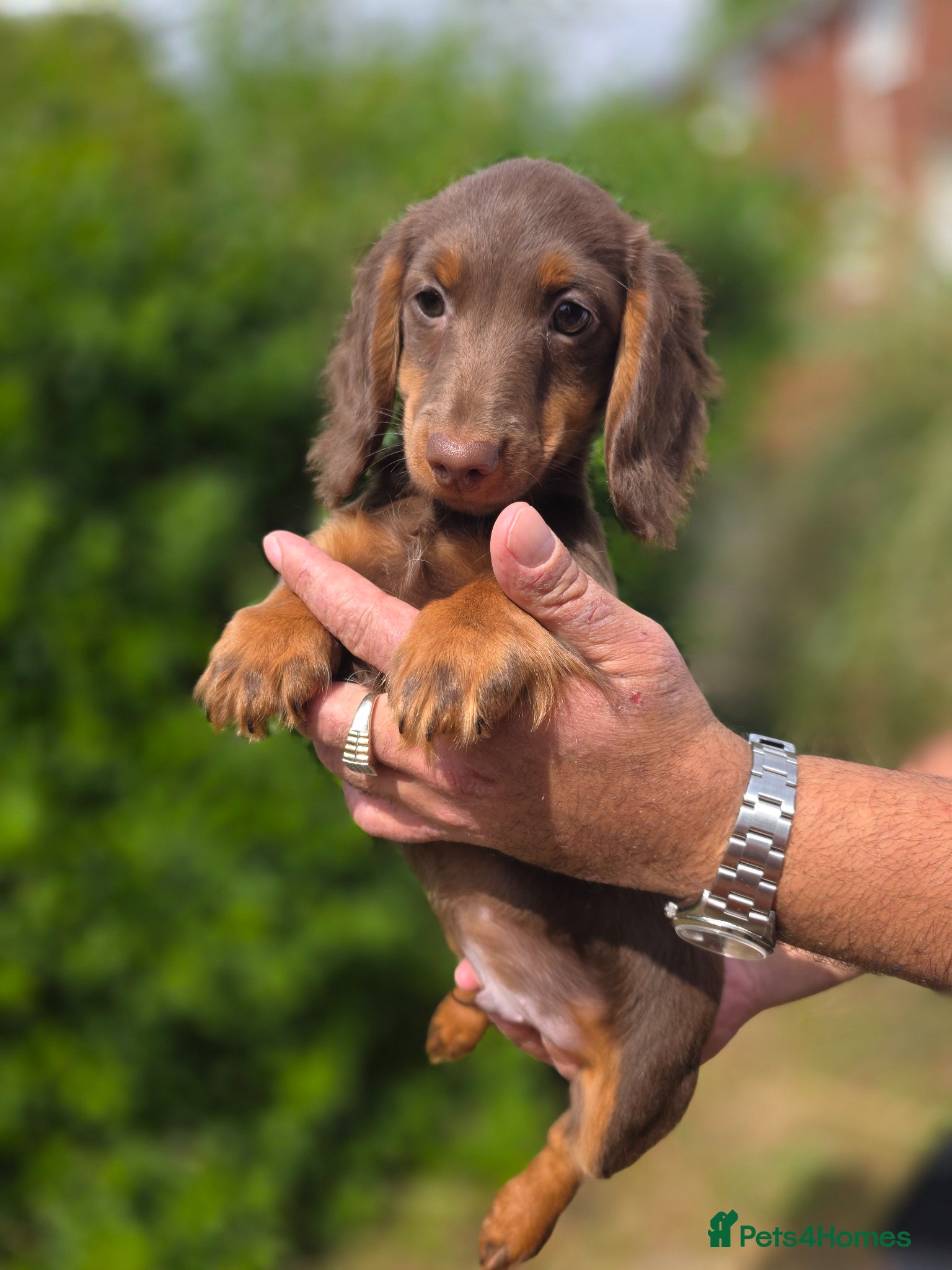 Miniature Dachshund dogs PRICE DROP!!! Long Coat Mini Dachshunds😍  - Advert 12