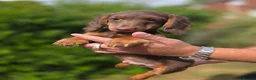 Miniature Dachshund dogs for sale: LAST BOY LOW PRICE. LONG HAIR/COAT MINI DACHSHUND - Advert 2