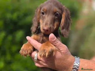 Miniature Dachshund dogs PRICE DROP!!! Long Coat Mini Dachshunds😍 - Advert 16