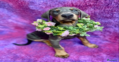 Dobermann dogs - Advert 2