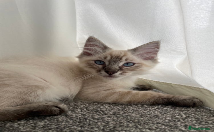 Ragdoll cats - Advert 6