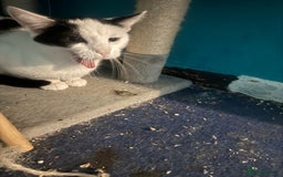 Mixed Breed cats for sale: Girl kitten  - Image 5