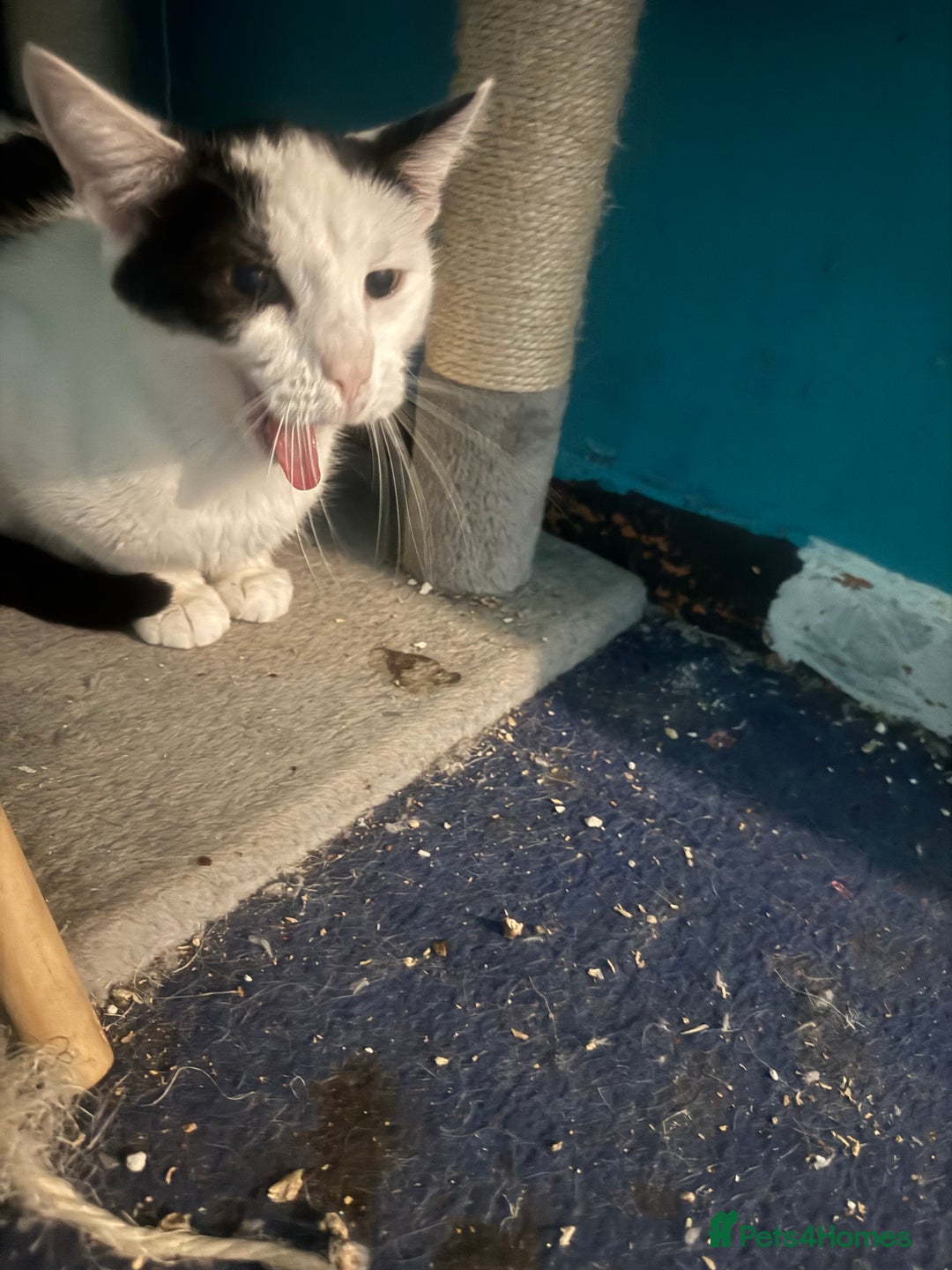 Mixed Breed cats for sale: Girl kitten  - Image 5