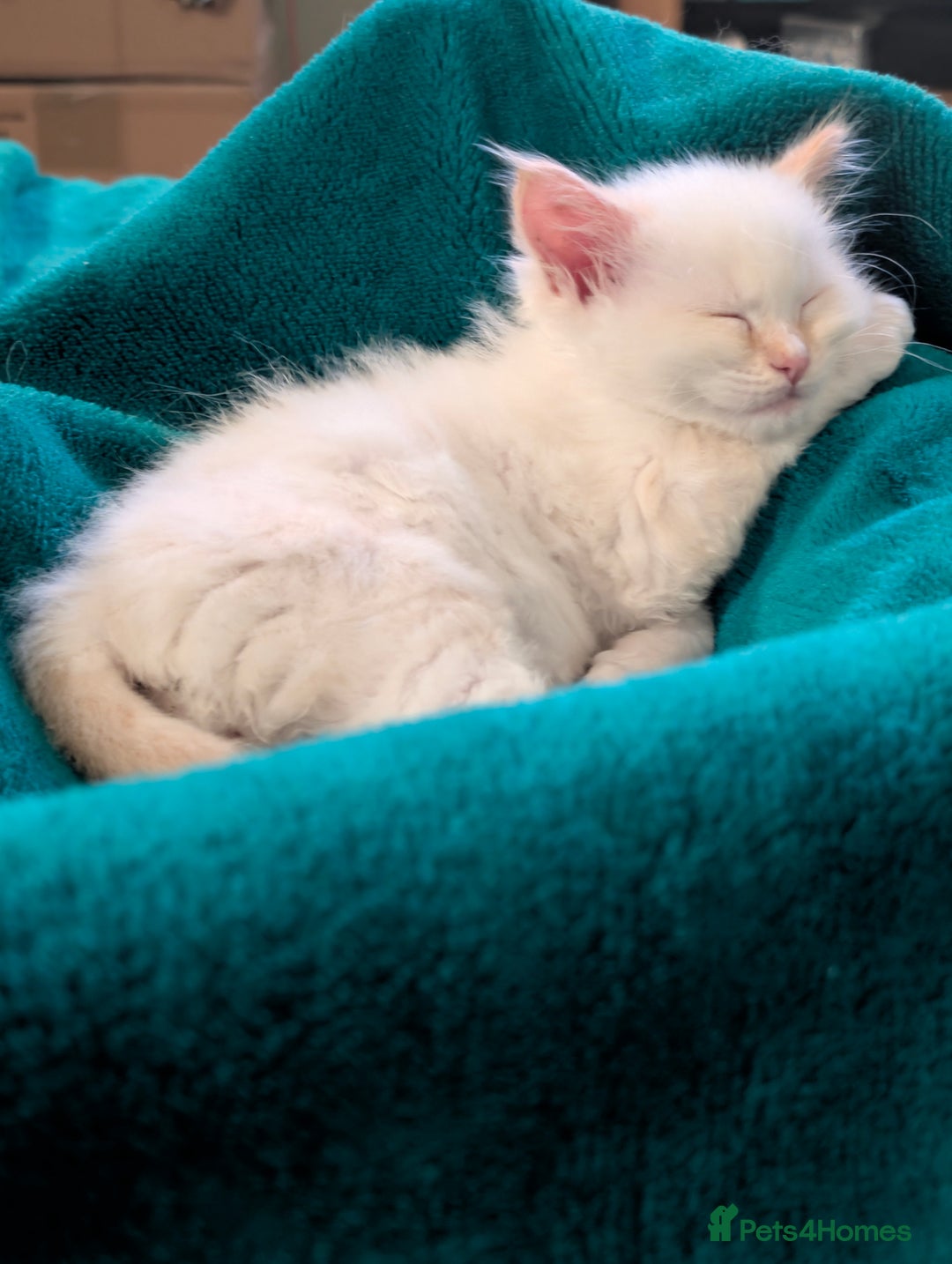 Ragdoll cats for sale: Ragdoll  - Advert 2