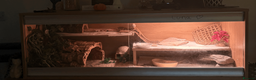 Bearded Dragon reptiles for sale: female bearded dragon - Advert 2