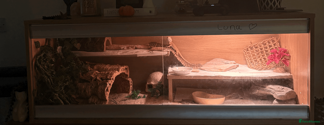 Bearded Dragon reptiles for sale: female bearded dragon - Advert 2