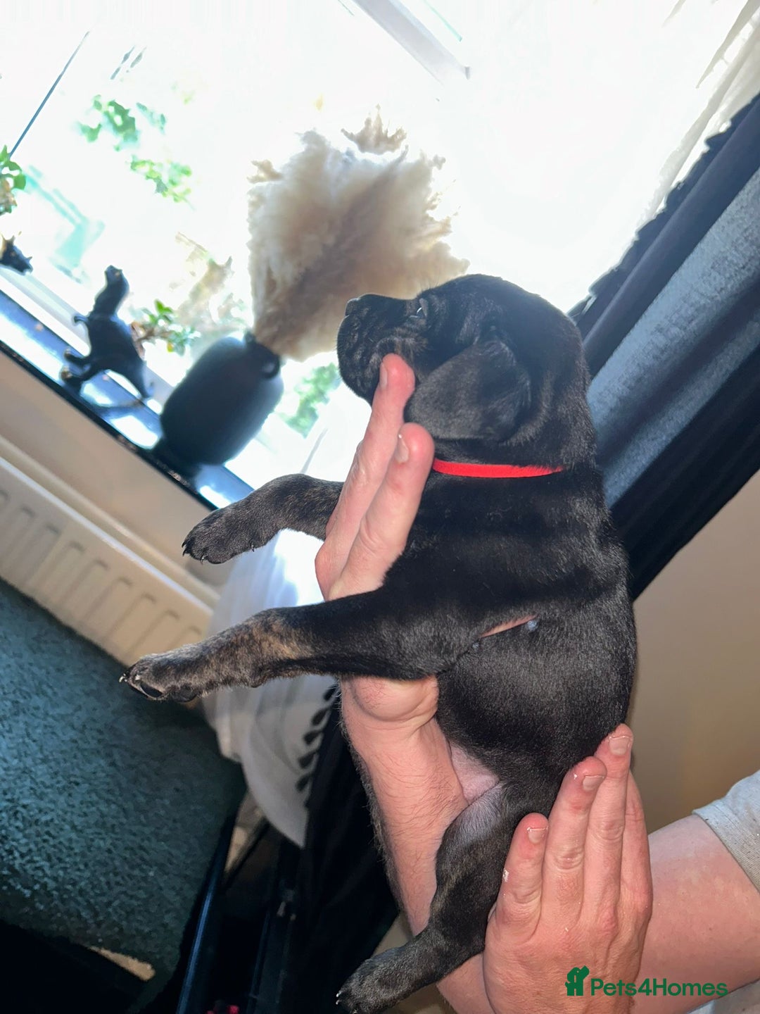 Staffordshire Bull Terrier dogs for sale: Beautiful tri and brindle staffy pups - Image 5