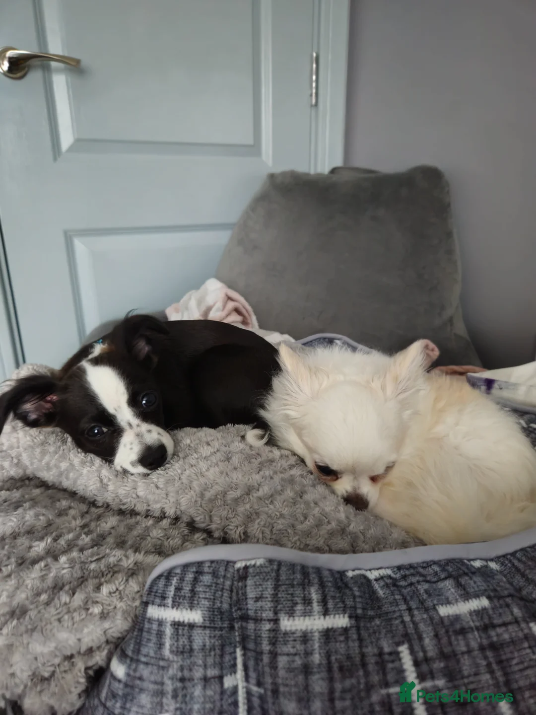 Mixed Breed dogs for sale: Urgent Re-Homing  - Advert 11