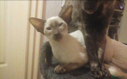 Maine Coon cats for sale: Gorgeous Maine Coon Cross Siamese kittens - Image 13