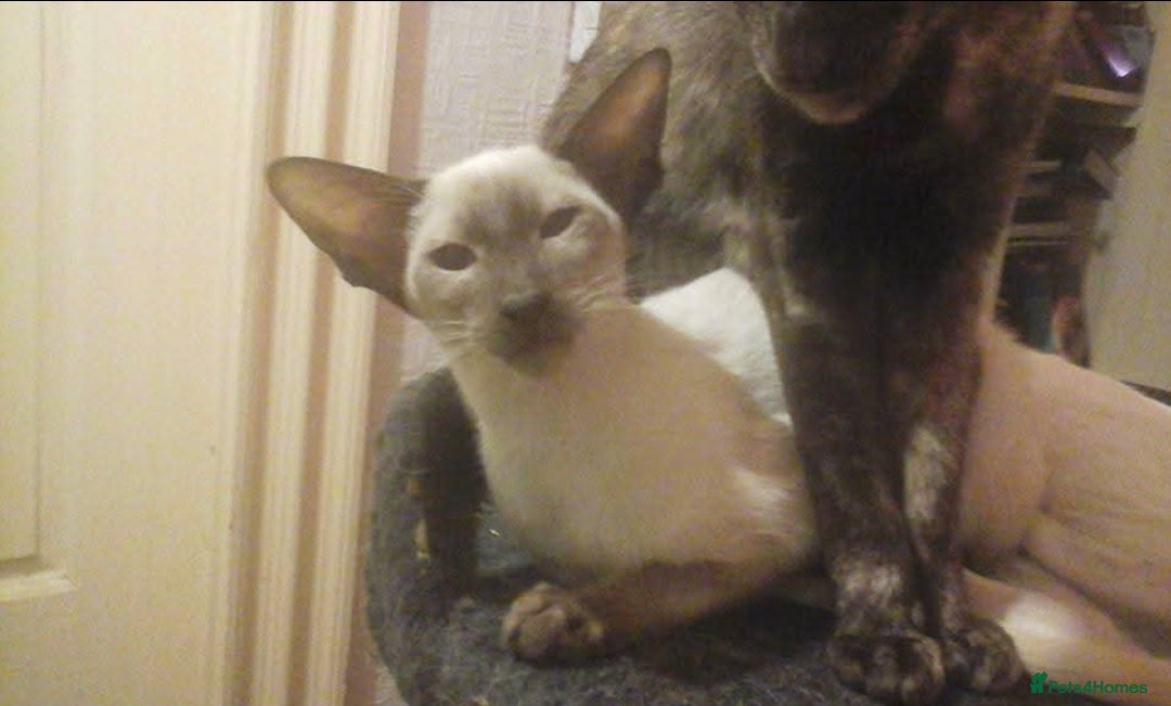 Maine Coon cats for sale: Gorgeous Maine Coon Cross Siamese kittens - Image 13