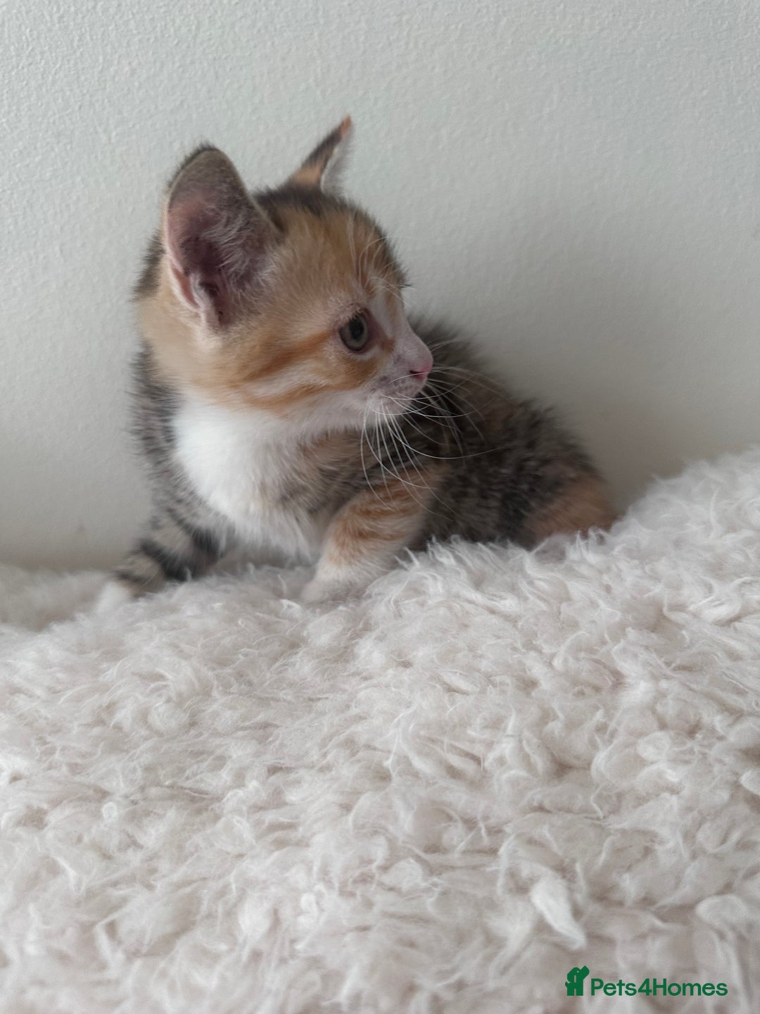European cats for sale: Family kittens  - Image 4