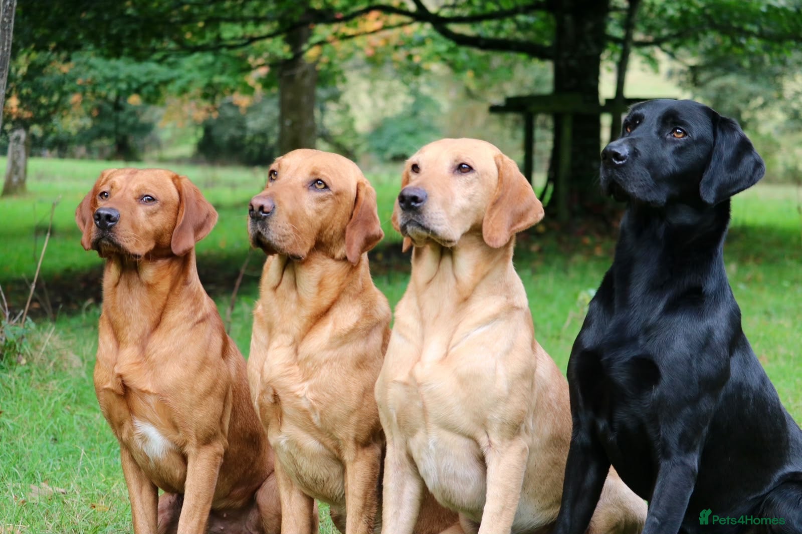 Labrador Retriever dogs Labrador stud boys - Advert 12