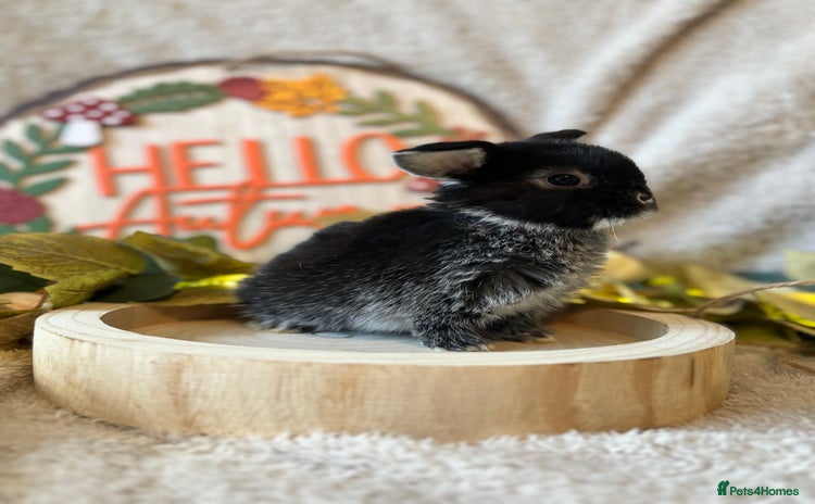 Mini Lop rabbits - Advert 2