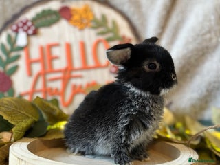 Mini Lop rabbits - Advert 36