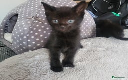 Domestic Shorthair cats for sale: Kittens - Image 2