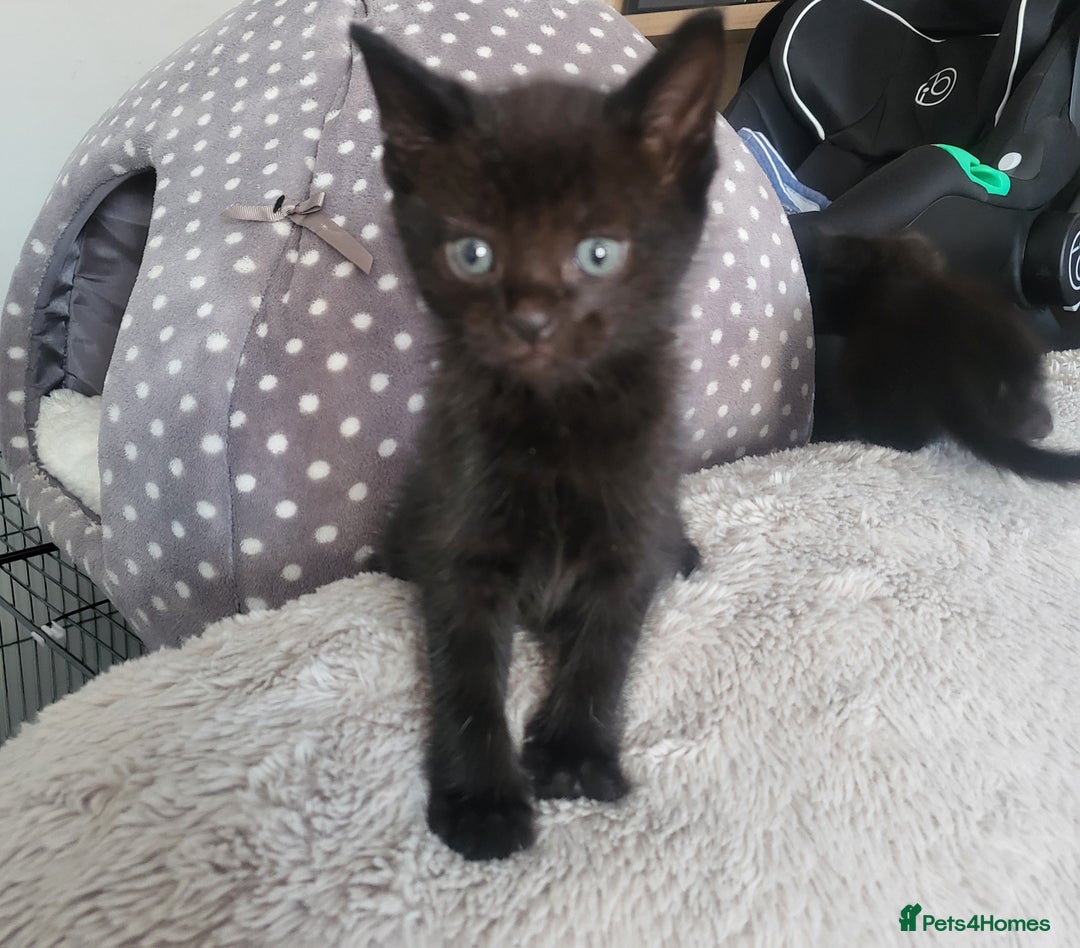 Domestic Shorthair cats for sale: Kittens - Image 2