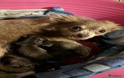 Chihuahua dogs for sale: Beautiful Chihuahuas - Image 7