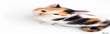 Female Calico Kitten