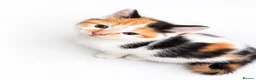 Mixed Breed cats for sale: 3 Male and 1 Female kitten - Advert 3