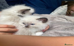 Ragdoll cats for sale: 4 gccf registered ragdolls  - Image 3