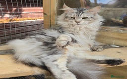 Maine Coon cats for sale: Maine Coon Black Silver Russian Lines - Image 1