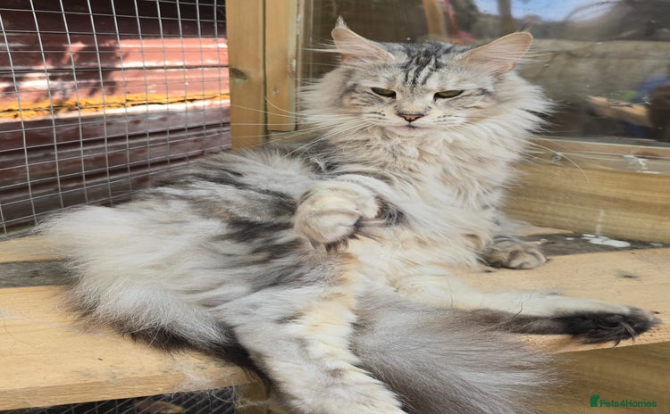 Maine Coon cats - Advert 15