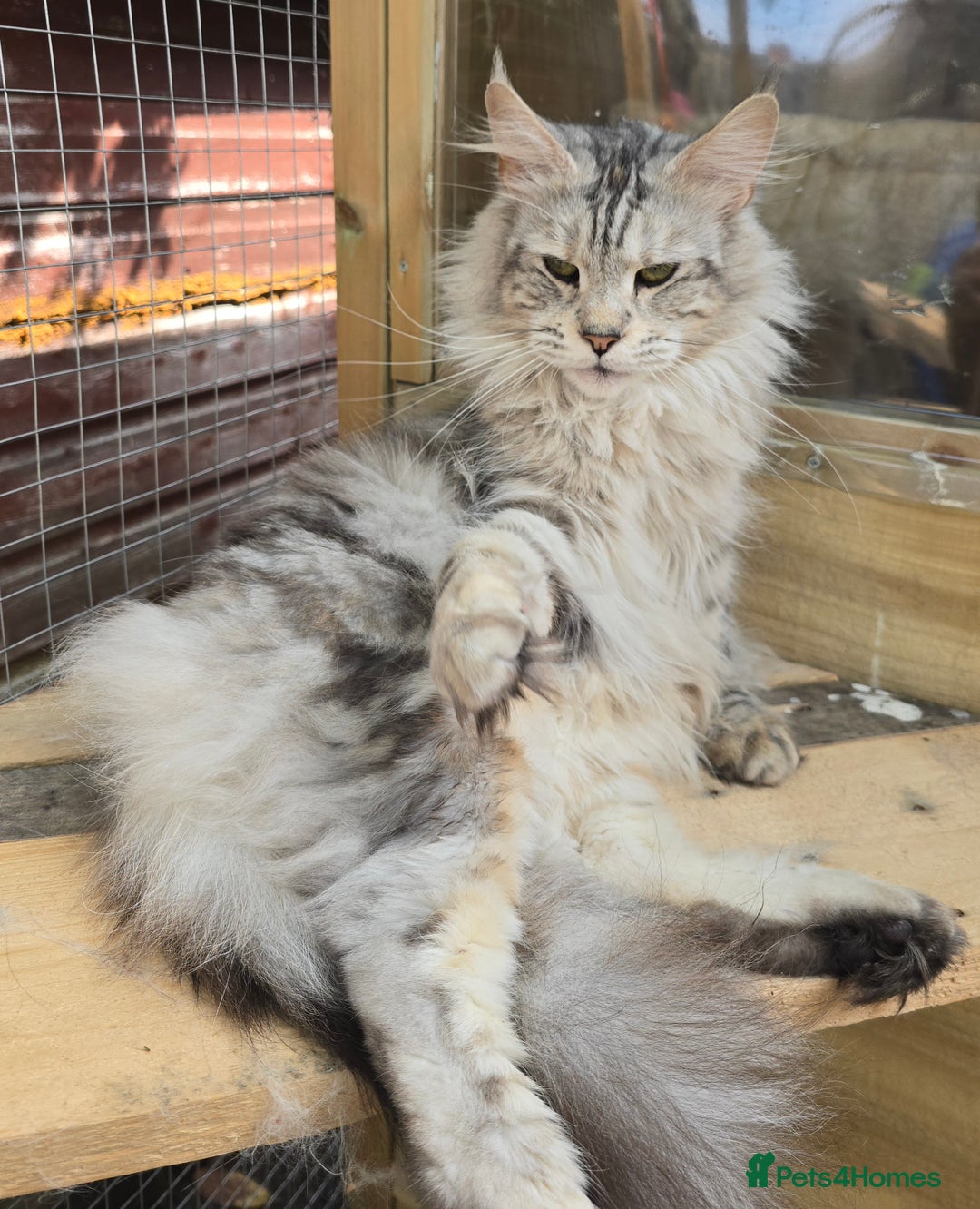 Maine Coon cats for sale: Maine Coon Black Silver Russian Lines - Image 1