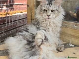 Maine Coon cats - Advert 36